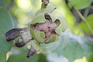 Juglans regia fruit ripening among green foliage on tree. Nut growing on branch