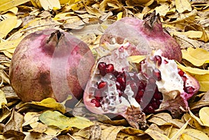 Juice pomegranate fruit (Punica granatum) with autumn colors