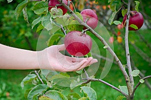 Juicy apple in the garden