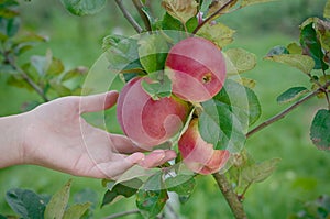 Juicy apple in the garden