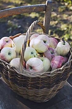 Juicy apples in a basket  on an old retro chair in the garden