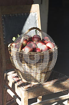 Juicy apples in a basket  on an old retro chair in the garden