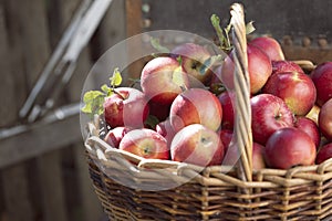 Juicy apples in a basket  on an old retro chair in the garden