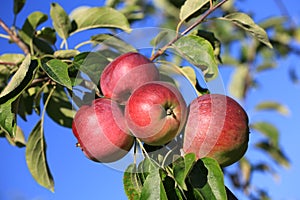 Juicy apples on a branch