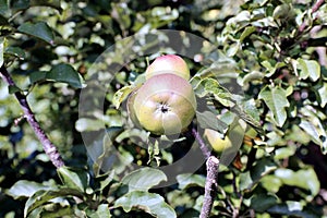 Juicy apples on a branch columnar apple trees