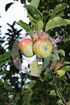 Juicy apples on a branch columnar apple trees