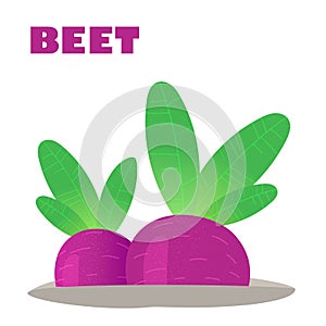 Juicy Beet grows in the garden. Vitamin-rich vegetables.