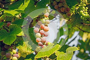 Juicy berries of Muscat grapes