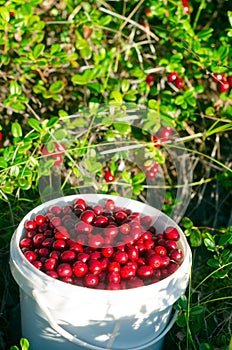 Juicy berries of wild cranberries with a slide lie in a bucket opposite the unassembled berries.