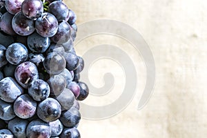 Juicy blue grape