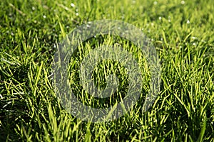 Juicy and bright green grass.Close up. Green grass background. The texture of the grass. Fresh herb