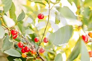 Juicy bright red cherries hang on a tree with green leaves. sunlight and glare, summer background