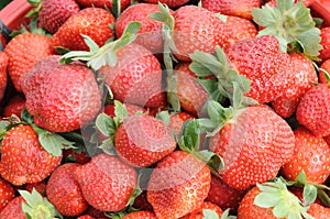 Juicy bright red strawberries