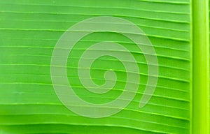 Juicy bright texture of banana leaf close up with copy space.