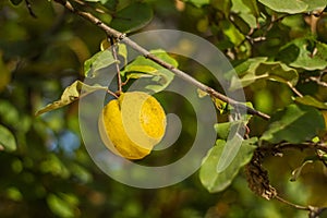 A juicy bright yellow fruit of quince hangs on a tree among the green leaves in autumn.