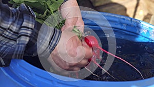 A juicy bunch of radishes is held in hands and watered with clean water