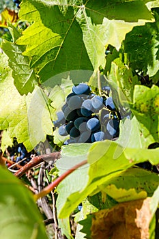 Juicy bunch of ripe grapes in the vineyard