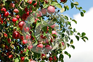 Juicy colorful apples on the tree