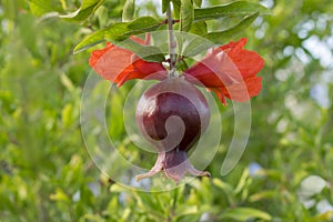 Juicy colorful pomegranate on tree branch with foliage on the background.