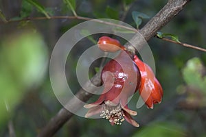 Juicy colorful pomegranate on tree branch with foliage on the background