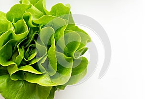 Juicy crispy salad leaves banner.