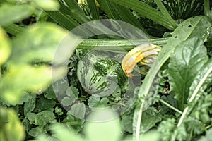 Juicy, delicious healthy young squash .vegetables ripen in the garden