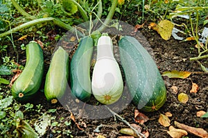 Juicy, delicious healthy young squash .vegetables ripen in the garden