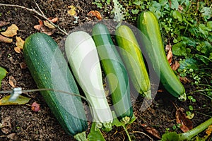 Juicy, delicious healthy young squash .vegetables ripen in the garden