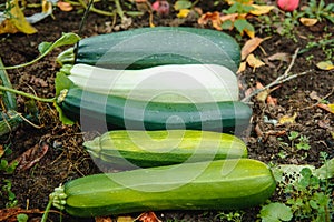 Juicy, delicious healthy young squash .vegetables ripen in the garden