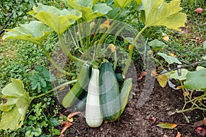 Juicy, delicious healthy young squash .vegetables ripen in the garden