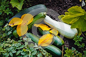 Juicy, delicious healthy young squash .vegetables ripen in the garden