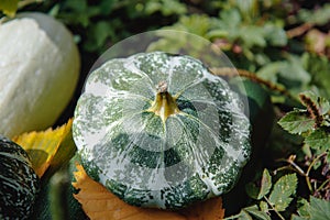 Juicy, delicious healthy young squash .vegetables ripen in the garden