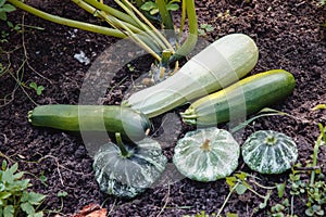 Juicy, delicious healthy young squash .vegetables ripen in the garden