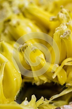 Juicy Delight: Close-up Capture of Fresh Jackfruit Pulps