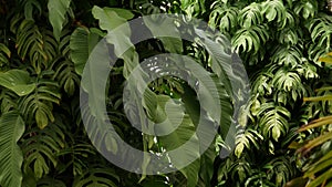 Juicy exotic tropical monstera leaves texture backdrop, copyspace. Lush foliage, greenery in paradise garden. Abstract natural