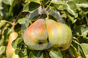 Juicy flavorful  winter pears weigh on a branch of a pear tree, twigs and leaves. Healthy Organic Pears