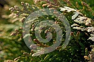 Juicy fresh branches of young green cypress close-up of macro with free space for text. Inspiration nature. Ornamental trees and b