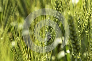 Juicy fresh ears of green wheat plant and snail on nature in spring field close-up of macro with texture background.