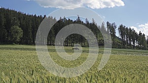 Juicy fresh ears of young green wheat on nature in spring summer.