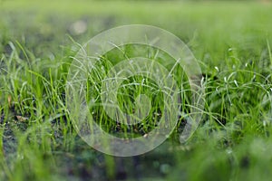 Juicy fresh green lawn and background blurred. The morning sun shines on the green lawn. Spring or summer and grass field with sun