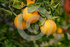 juicy fresh oranges in a garden in Cyprus in winter 1