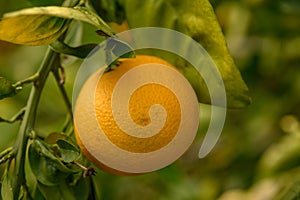 juicy fresh oranges in a garden in Cyprus in winter 4