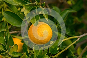 juicy fresh oranges in a garden in Cyprus in winter 6