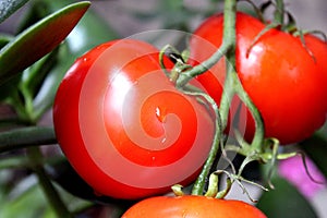Juicy fresh red tomatoes for salad preparation
