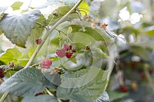 Juicy fresh ripe raspberry on a branch