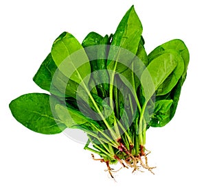 Juicy Fresh Spinach Leaves Isolated on White Background