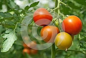 Juicy and fresh tomatoes photo