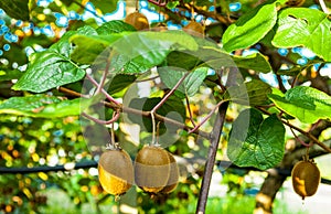 Juicy fruits of kiwi fruit. Kiwi on a branch in the garden.