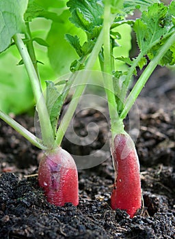 The juicy garden radish