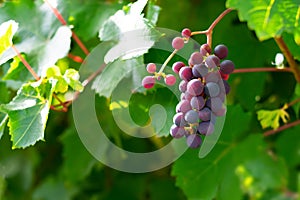 Juicy grape cluster growing on a bush in summertime on bright sunlight in vineyard. Red wine grapes plant, new harvest of black wi